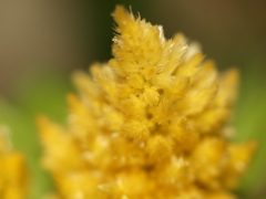 鶏頭のもふもふ