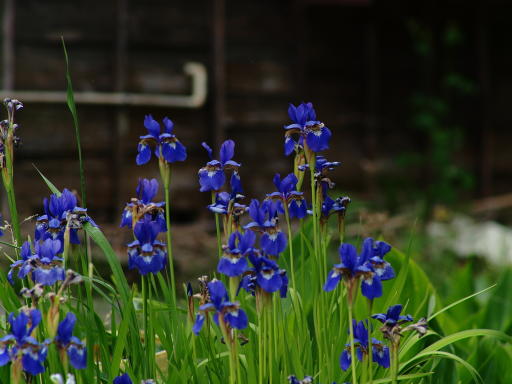 菖蒲の季節