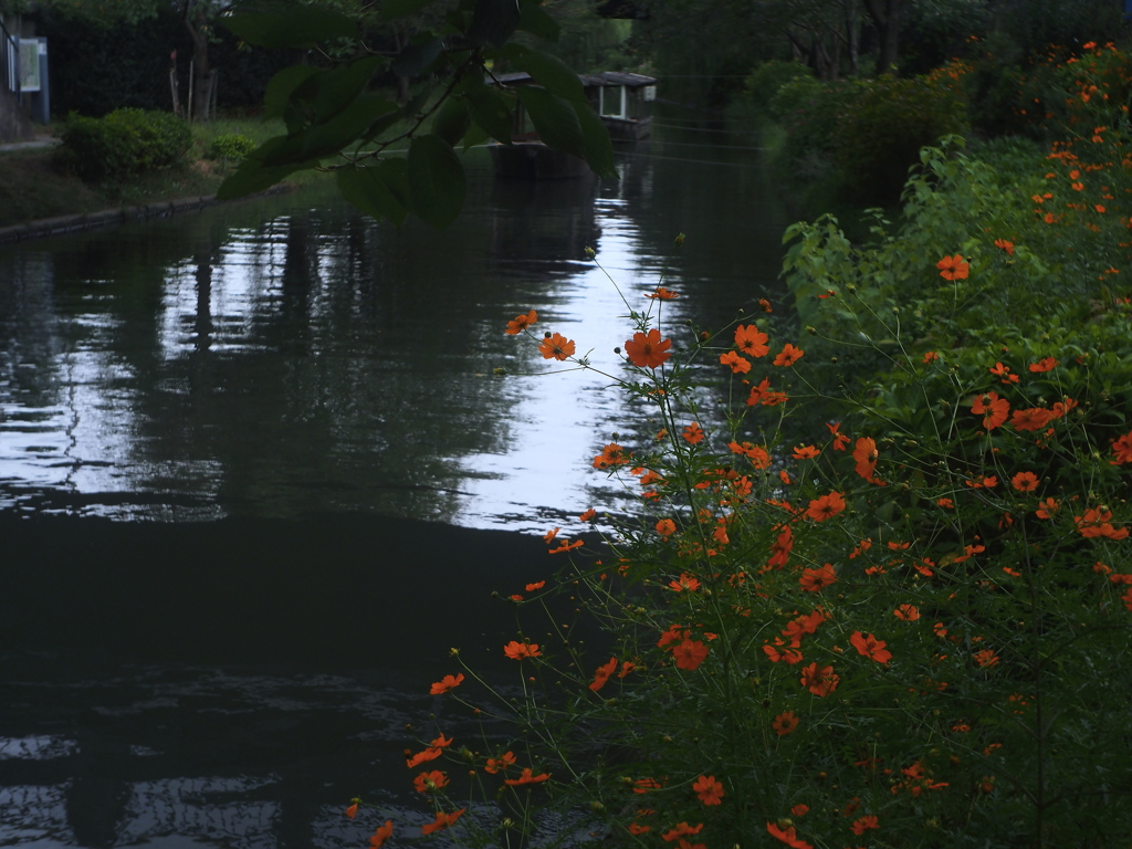 天秤宮の花