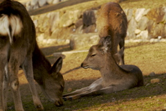 鹿は眠らない