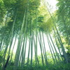 青竹の癒やし