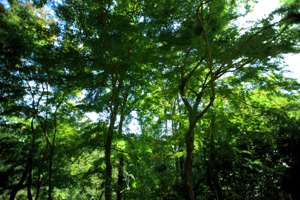 green christmas