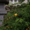 山吹の短冊