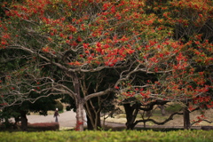 赤い木の実