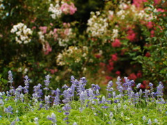炎花