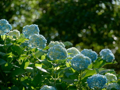 紫陽花を懐かしく想う