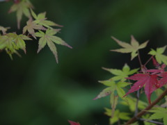 常夏の紅葉