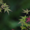 常夏の紅葉