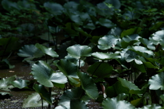 沼地の森