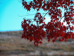 Autumn Pride