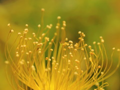 あなたに咲く花