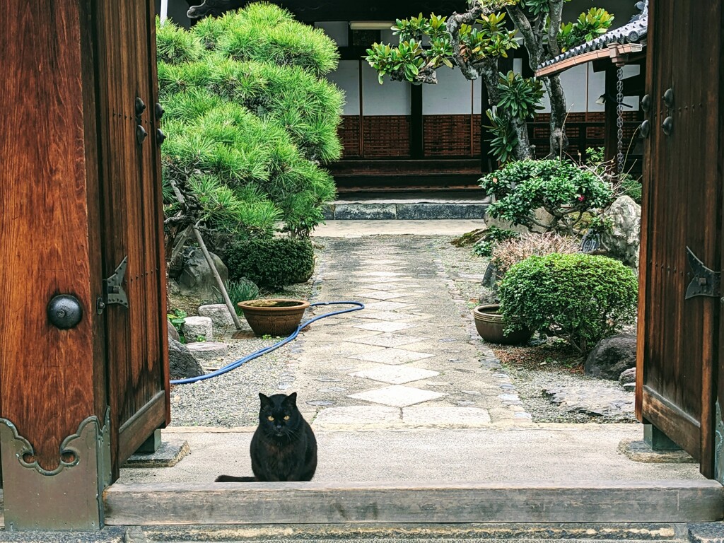 待ネコ来る