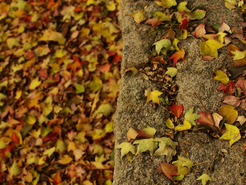 木の葉色に染める