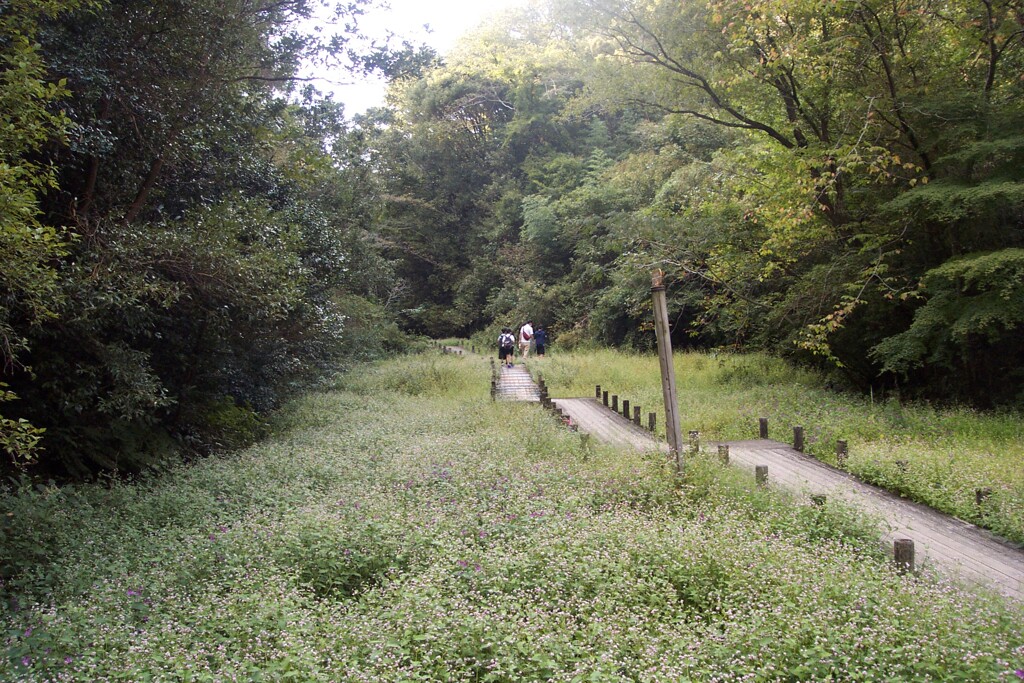 溝蕎麦の咲く湿原