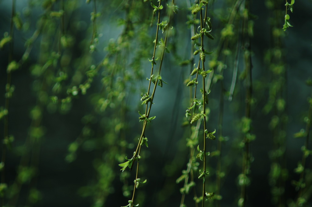 柳の芽吹き