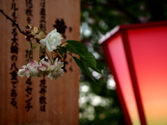 黄桜一本