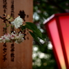 黄桜一本