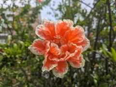 柘榴はみた
