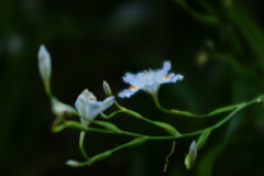 日隠の花