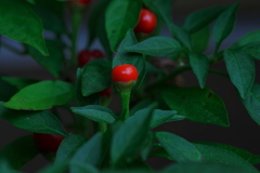 小さな林檎の実