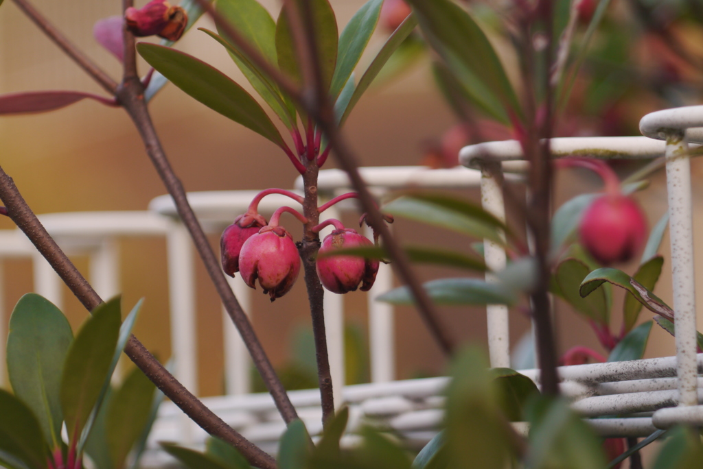 フェンスのアクセント