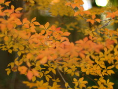 満天星は読めません