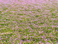 むかし踏み荒らした場所