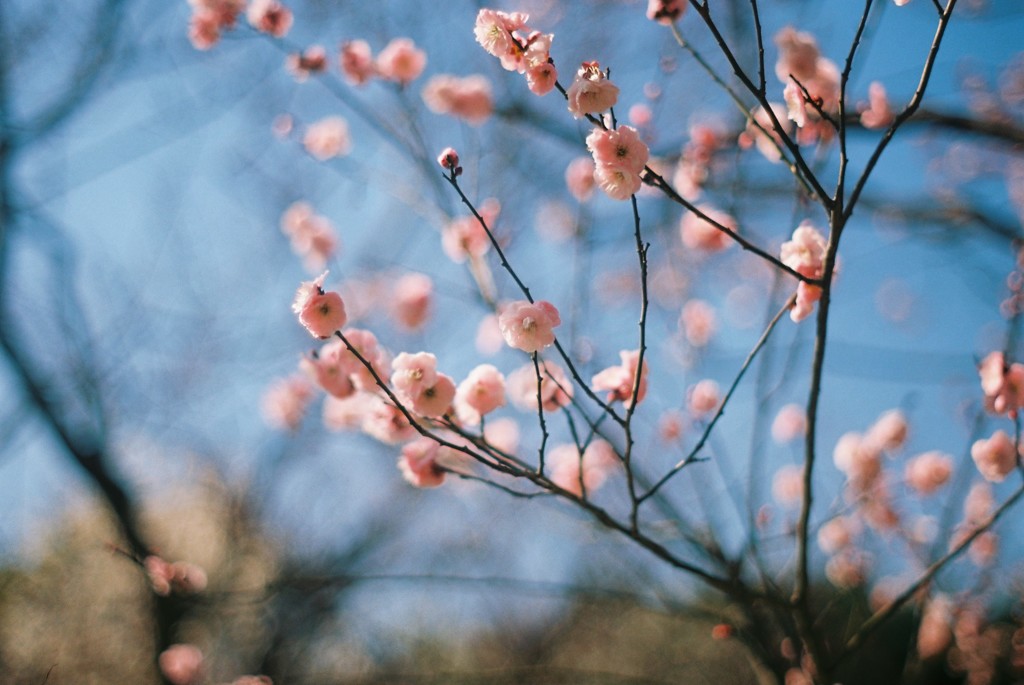 わたしと出会った梅の花