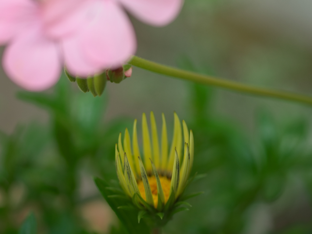 木蔭の太陽