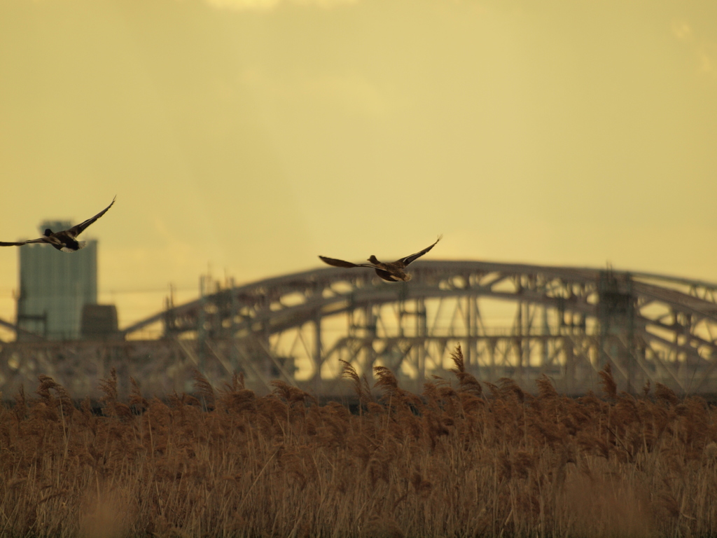 淀川リバーサイド(R)