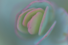 春蕾