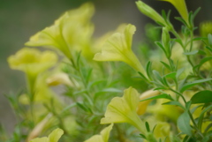 yellow soap