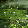 緑の池