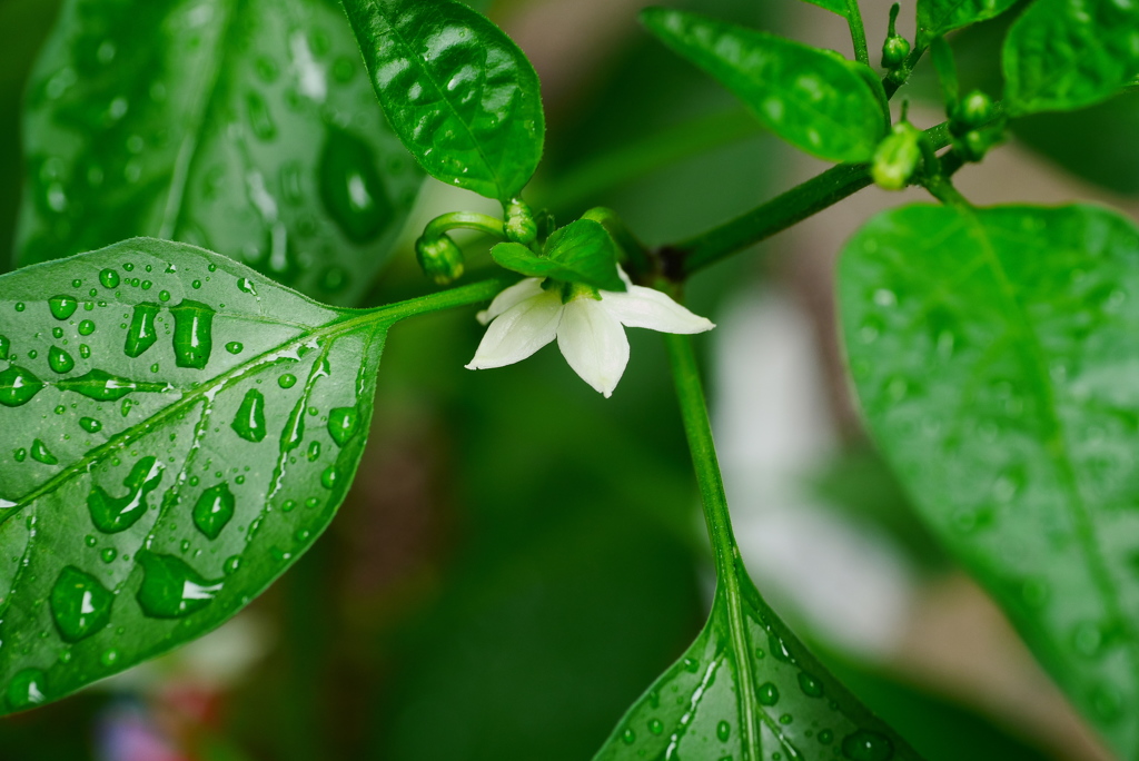 雨の雫
