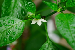 雨の雫