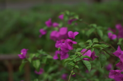 香りのラビリンス