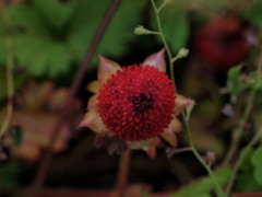 路傍はいつもParadise