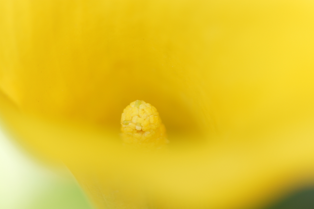 カラーの中芯