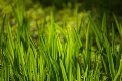 夏待ち草