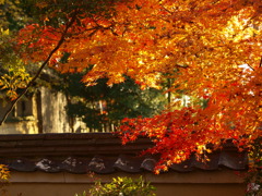 秋の新薬師寺