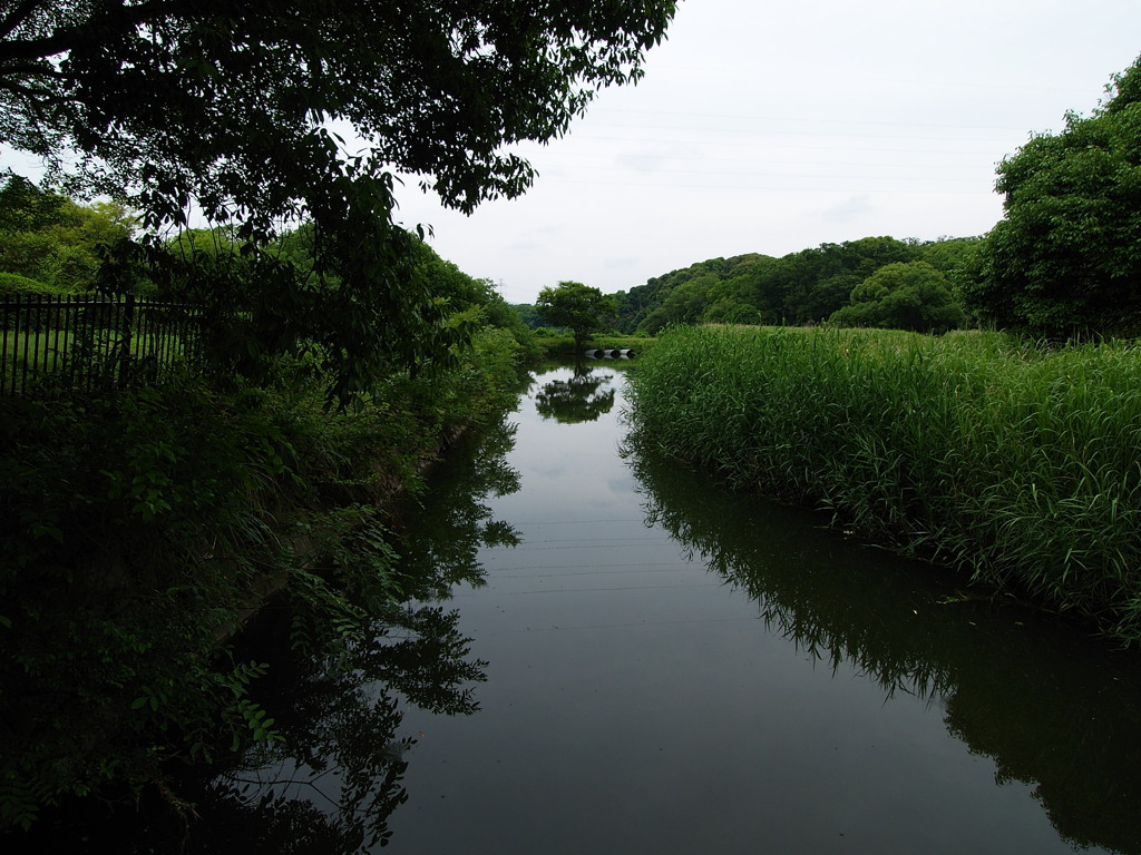 静かの池