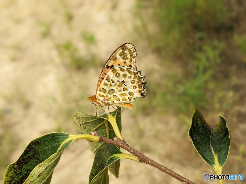 豹紋蝶