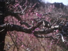 春うらら
