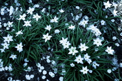 路側の花々