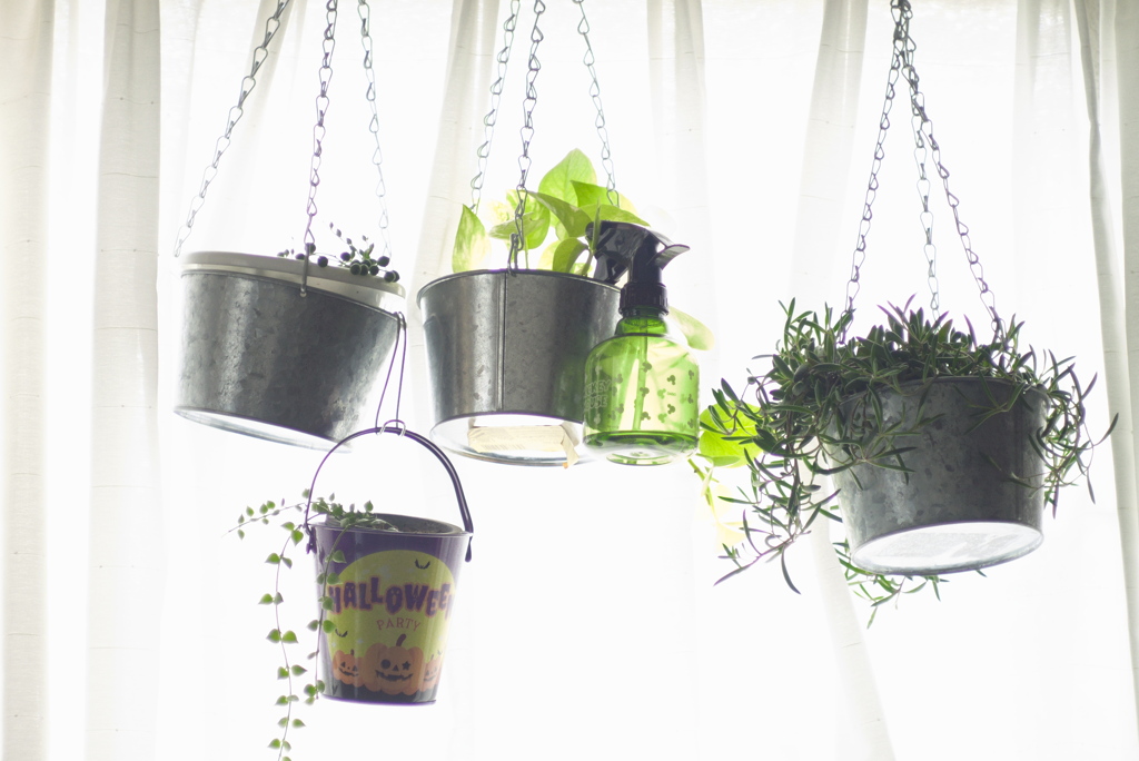窓際の植物