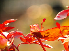 薔薇