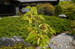 寺