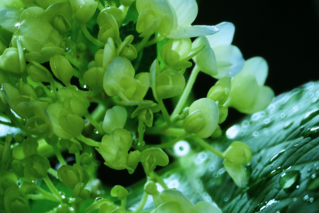 魅惑のかがやき