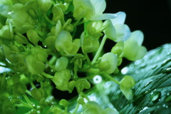 魅惑のかがやき