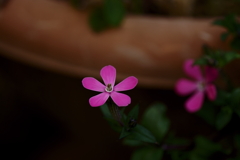 人花
